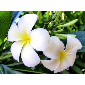 Tropical Art - Flowers print