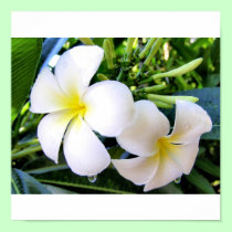Tropical Art - Flowers posters