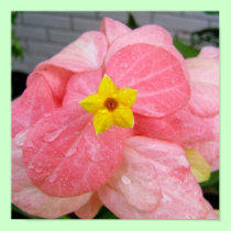 Tropical Art - Flowers posters