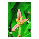 Tropical Banana Flower, Banana Tree posters by palmimages Tropical Banana Flower, Banana Tree posters