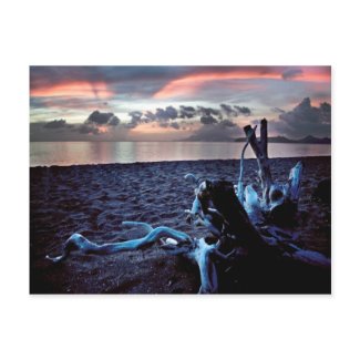 Tropical Beach Driftwood at Dusk Colorful Scene postcard