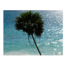 Tropical Beach Palm Tree Postcard