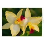 Tropical Beauty - Orchids Cards