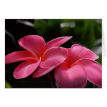 Tropical Beauty - Plumeria Cards