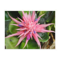 Tropical Beauty Postcard by Absinthia Tropical Beauty Postcard