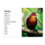 Tropical Bird cool colourful exotic painting Business Card