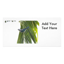 Tropical Bird Picture on Palm Tree Custom Photo Card