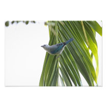 Tropical Bird Picture on Palm Tree Photographic Print