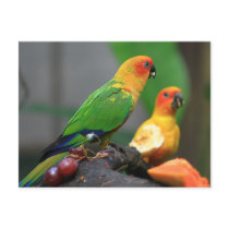Tropical Bird Postcard