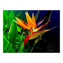 Tropical Bird posters