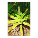 Tropical Bromeliad - walk in the garden posters