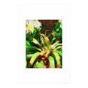 Tropical Bromeliads oil painting collection posters