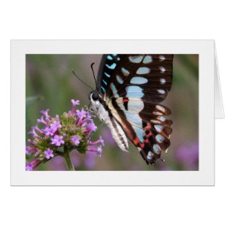 Tropical Butterfly Greeting Card