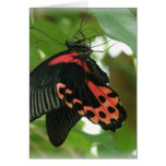 Tropical Butterfly Greeting Card