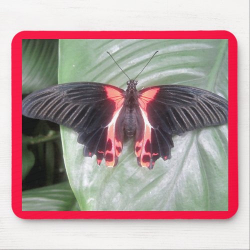 Tropical Butterfly mousepad