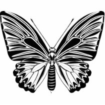 Tropical butterfly photo sculptures by elonium Tropical butterfly photo sculptures