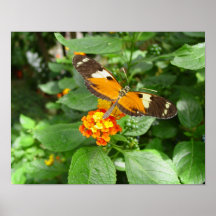 tropical butterfly poster
