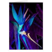 Tropical Dream cards by nefera Tropical Dream cards