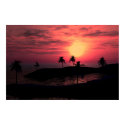 Tropical Dreams posters