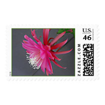 Tropical Epiphyllum on Stamp