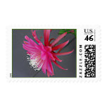 Tropical Epiphyllum on Stamp