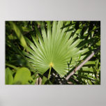 Tropical Fan Posters