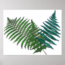 Tropical Fern Trio Print