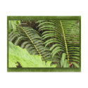 Tropical ferns postcard