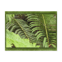 Tropical ferns postcards