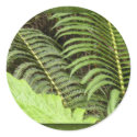 Tropical ferns stickers
