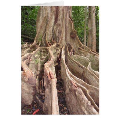 Tropical Fig Tree Roots Cards by joeyartist