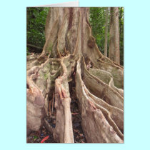 Tropical Fig Tree Roots cards by joeyartist Tropical Fig Tree Roots cards