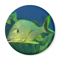 Tropical Fish magnets