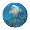 TROPICAL FISH MAGNET