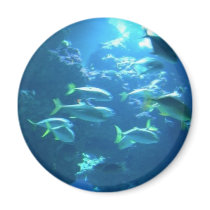 Tropical Fish magnets