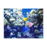 Tropical Fish Post Card