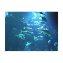 Tropical Fish Post Cards