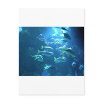 Tropical Fish Postcards