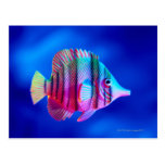 Tropical Fish Postcard