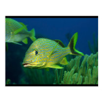 Tropical Fish postcards