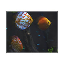 Tropical Fish Stretched Canvas Print