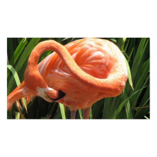 Tropical Flamingo Business Card (back side)
