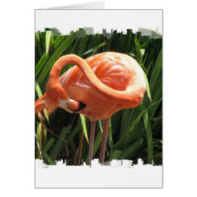 Tropical Flamingo Greeting Card
