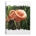 american flamingo,, pink flamingo,, flamingo,,