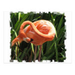 Tropical Flamingo Postcard