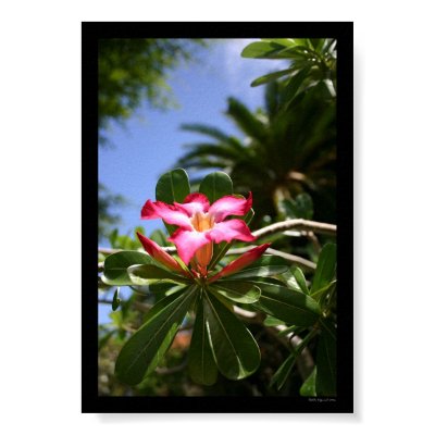 Tropical Flora Posters by KELLI