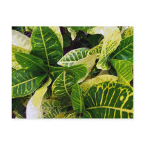 Tropical Florida Crotons! postcards