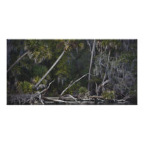 Tropical Florida