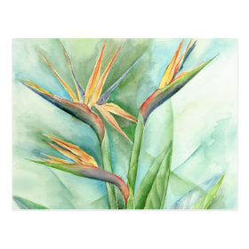 Tropical Flower Bird Of Paradise Painting - Multi Postcard