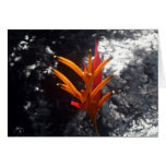 tropical flower tropical flower